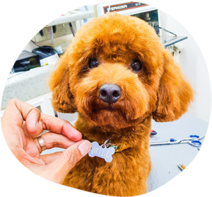 Tips To Become A Professional Dog Groomer