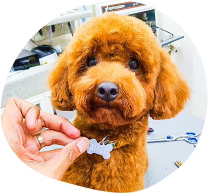 Tips To Become A Professional Dog Groomer